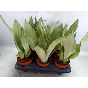 Sansevieria trifa. 'Moonshine'