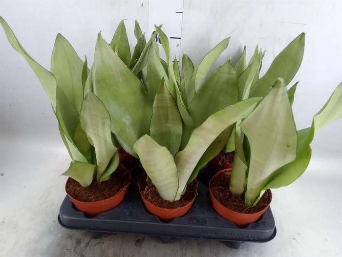 <h4>Sansevieria trifa. 'Moonshine'</h4>