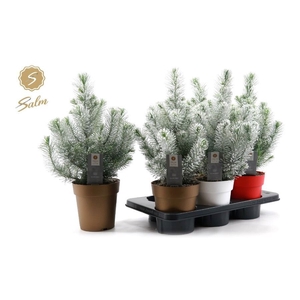 PINUS SILVER CREST