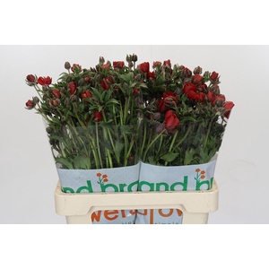 Ranunculus Magical Tangerine