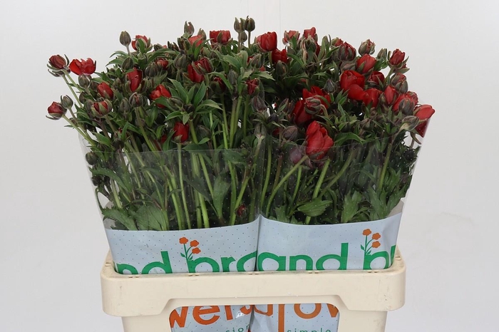 <h4>Ranunculus Magical Tangerine</h4>