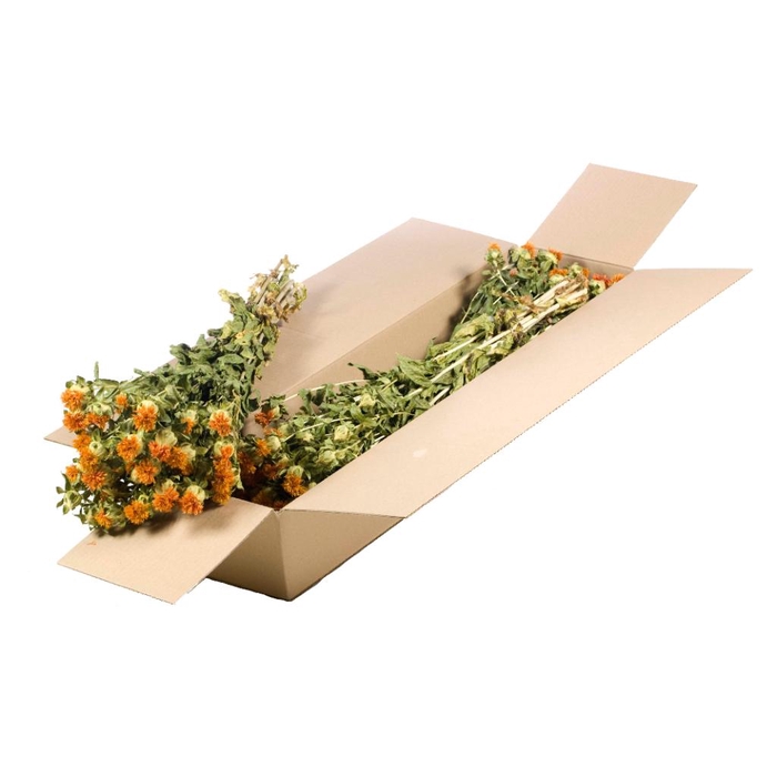 <h4>Bidens (carthamus) Sb Natural Orange</h4>