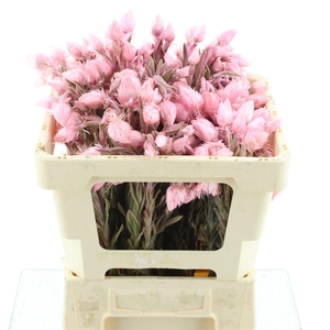 Dried Cape Snow Light Pink Natural