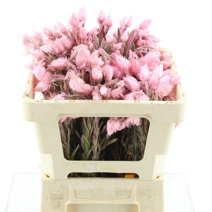 Kaaps Cape Snow Light Pink Natural