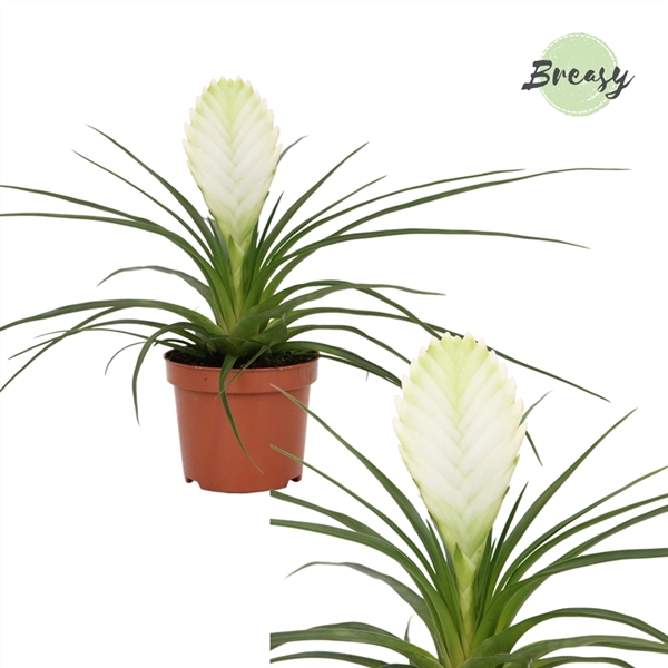 <h4>Tillandsia Biancini</h4>