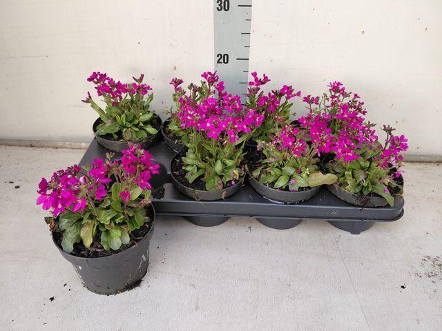 <h4>ARABIS BLEPH</h4>