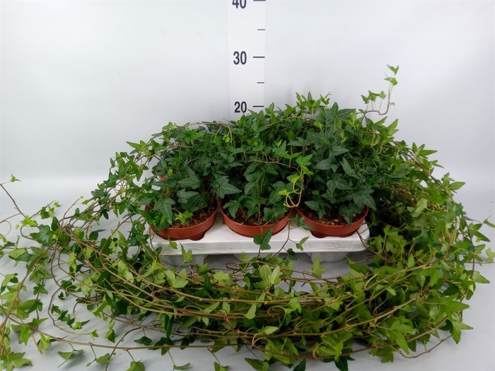 <h4>Hedera helix 'Shamrock'</h4>