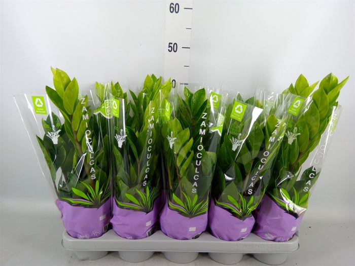 <h4>Zamioculcas zamiifolia</h4>