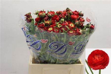 <h4>Ran Elegance Red</h4>