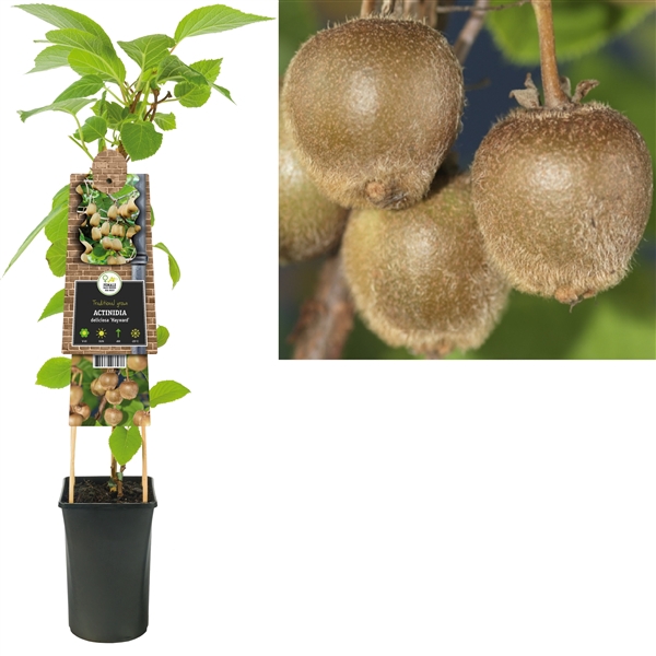 <h4>Actinidia deliciosa 'Hayward' +3.0 label</h4>
