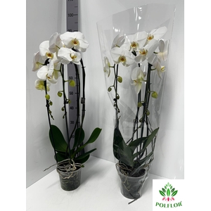 Phalaenopsis Grandi Cascade 15Ø 75cm 2st 14fl