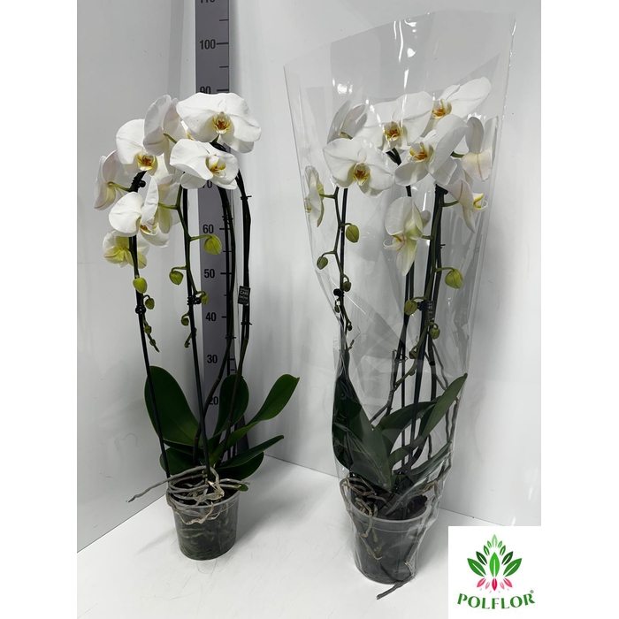 <h4>Phalaenopsis Grandi Cascade 15Ø 75cm 2st 14fl</h4>