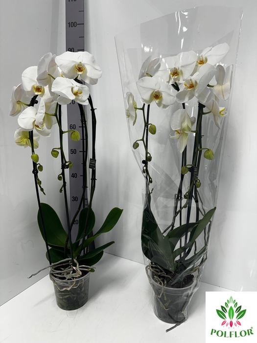 Phalaenopsis Grandi Cascade 15Ø 75cm 2st 14fl