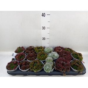 Sempervivum   ...mix