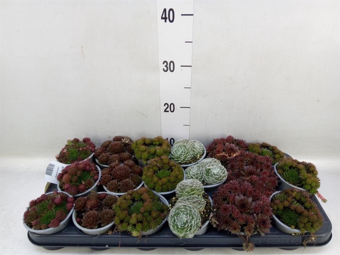 <h4>Sempervivum   ...mix</h4>
