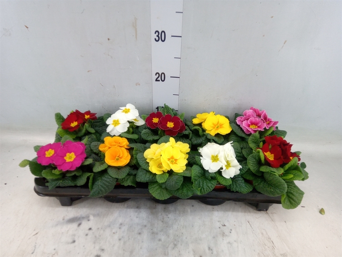 <h4>Primula ac.   ...mix</h4>