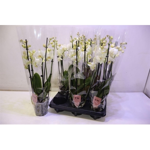 arr8 Phal An Inverness