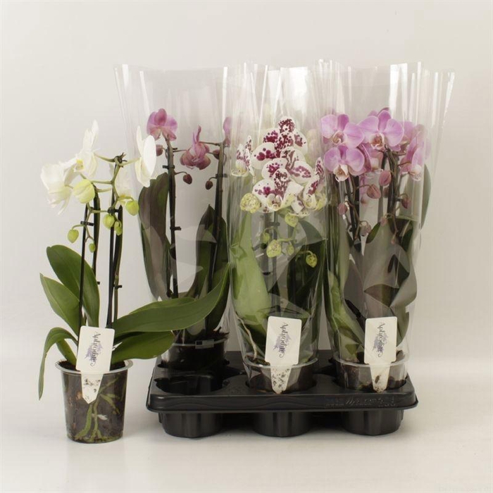 <h4>PHAL EL CASCADE</h4>