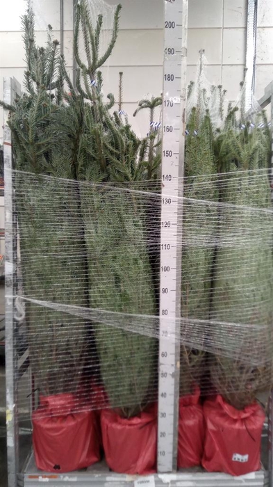 <h4>Abies fraseri</h4>