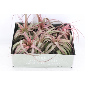 arr3 CP - Till. Eric knobloch