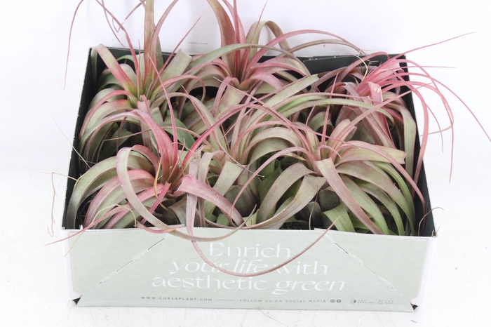 <h4>arr3 CP - Till. Eric knobloch</h4>