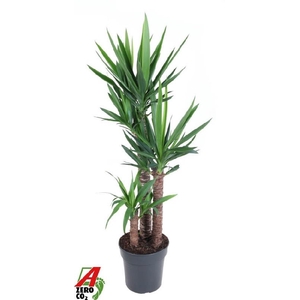 Yucca Elephantipes 3er 90-60--30