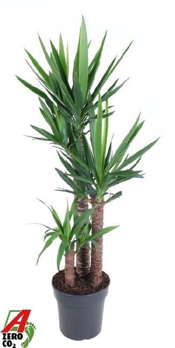 Yucca Elephantipes 3er 90-60--30