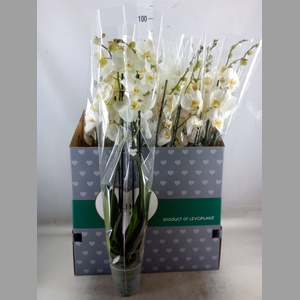 Phalaenopsis   ...white
