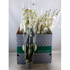 Phalaenopsis   ...white