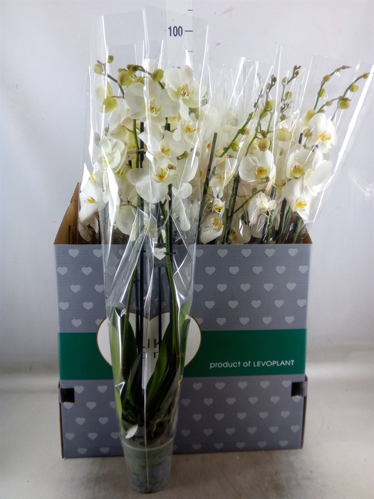 <h4>Phalaenopsis   ...white</h4>