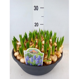 Muscari  'Big Smile'