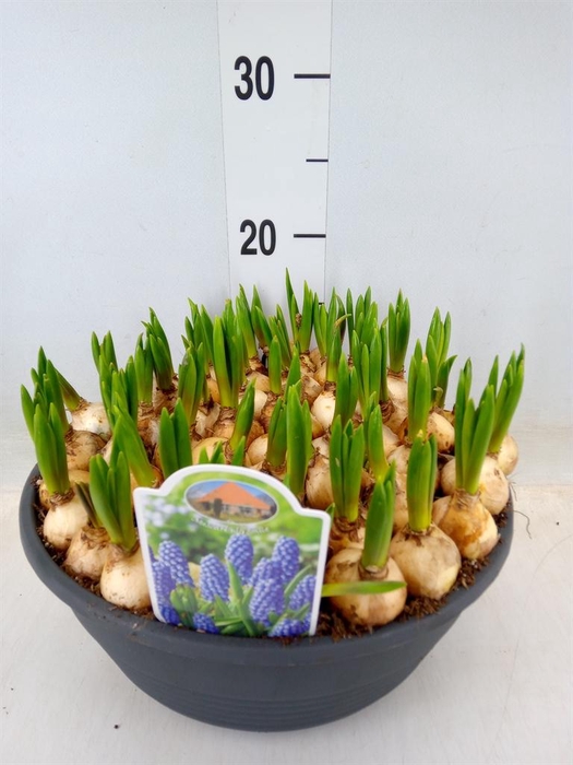 <h4>Muscari  'Big Smile'</h4>