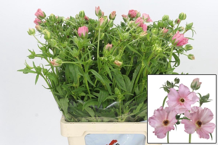 <h4>RAN BUTTERFLY ISIS</h4>