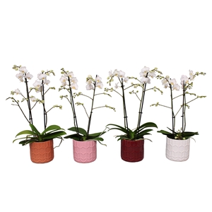 Phal. Multiflora 2-tak wit in keramiek BGC944