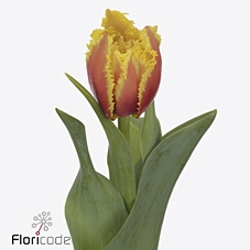 Tulipa fr kensington