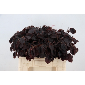 CORYL AV ROTER ZELLE