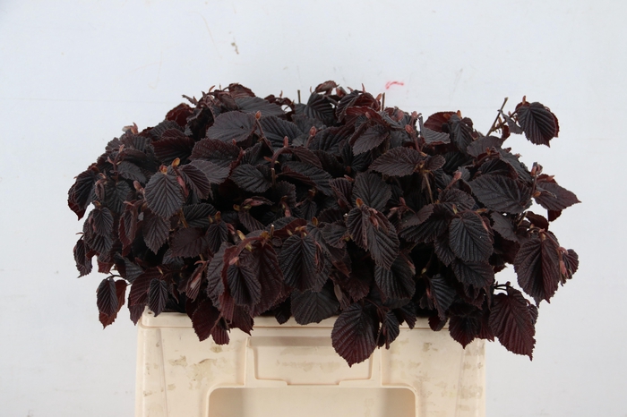 <h4>CORYL AV ROTER ZELLE</h4>