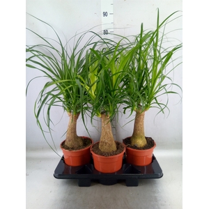 Beaucarnea recurvata