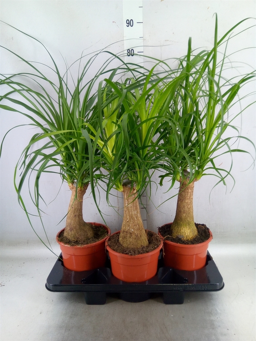 <h4>Beaucarnea recurvata</h4>