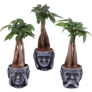 Pachira Braided Ø09cm in Ceramic pot Ø12cm