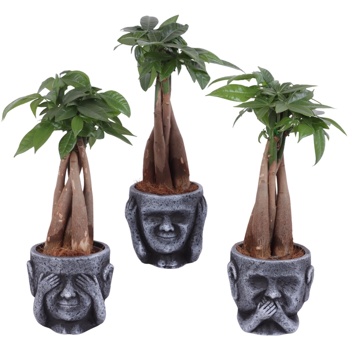 <h4>Pachira Braided Ø09cm in Ceramic pot Ø12cm</h4>