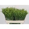 Solidago Golden Glory