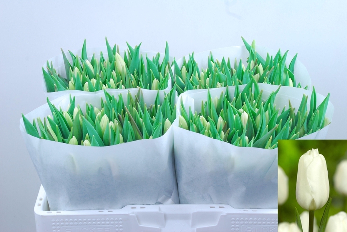 <h4>TU EN WHITE FLAG</h4>