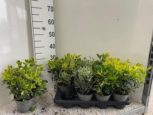 <h4>EUONYMUS JAP GEM</h4>