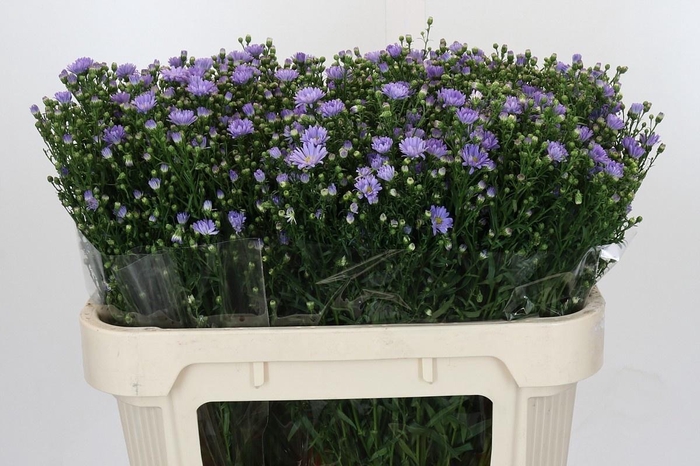 <h4>Ast Cassandra</h4>