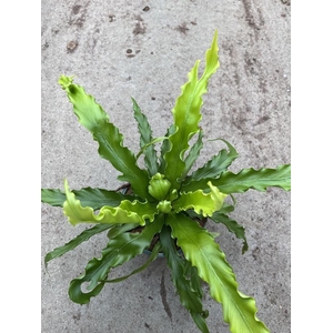 ASPLENIUM NIDUS