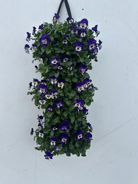 <h4>VIO CORNUTA</h4>