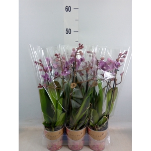 Phalaenopsis multi.   ...