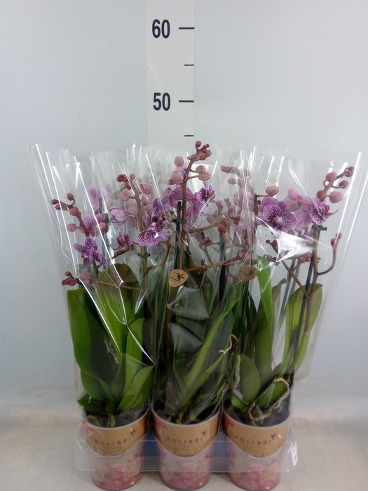<h4>Phalaenopsis multi.   ...</h4>