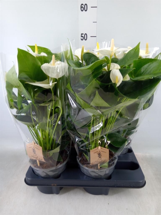 <h4>Anthurium andr. 'Cocos'</h4>